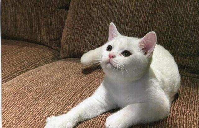 White Male British Shorthair Kitten
