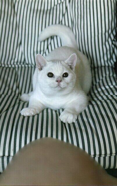 White Male British Shorthair Kitten
