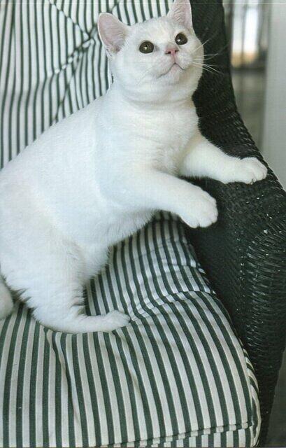 White Male British Shorthair Kitten