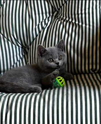 Blue Female British shorthair kitten