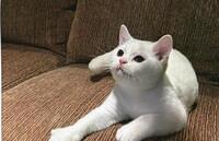 White Male British Shorthair Kitten