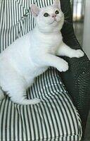 White Male British Shorthair Kitten