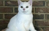 White Male British Shorthair Kitten