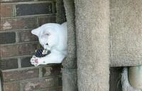 White Male Brit Kitten